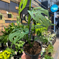 Monstera adansonii Swiss Cheese Plant - Greener Corner