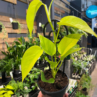 Epipremnum aurem Goldilocks Gold - Greener Corner