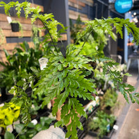 Asplenium bulbiferum Hen and Chick Fern - Greener Corner