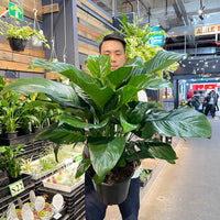 Spathiphyllum Peace Lily Sweet Romano.