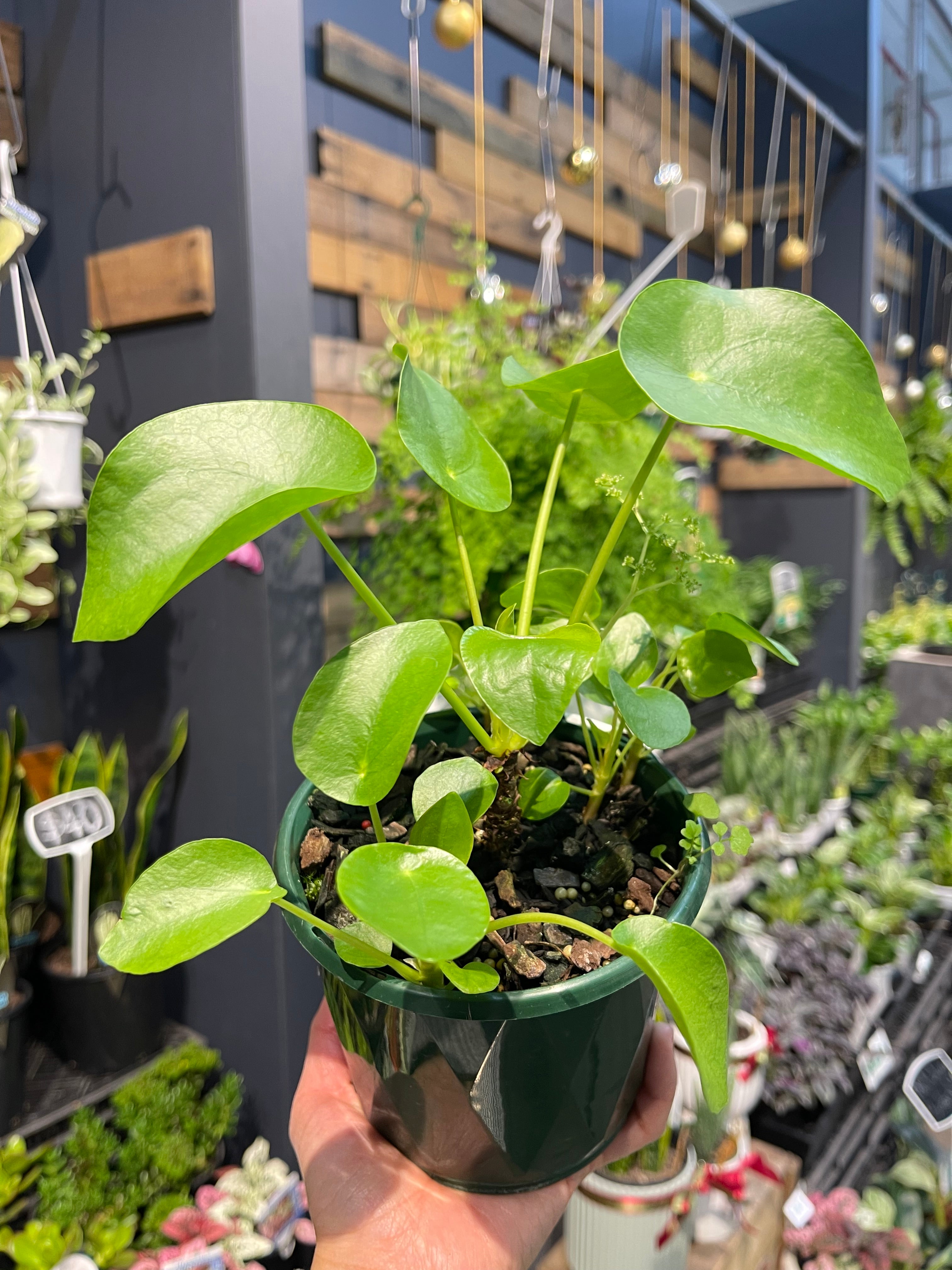 money plant australia Chinese Money Plant - Pilea Peperomioides