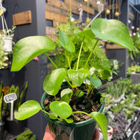 Chinese Money Plant - Greener Corner