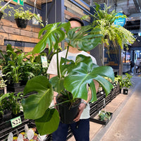 Monstera Delicosa