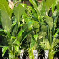 Spathiphyllum Peace Lily