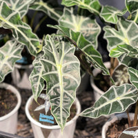 Alocasia African Mask (Amazonica) 170mm
