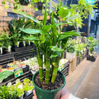 Lucky Bamboo (5-6 Stems).