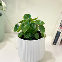 Pepperomia Rain Drop/Coin Leaf