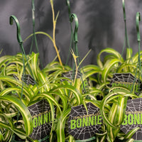 Spider Plant