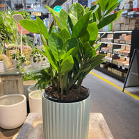 Zanzibar Gem (Zz Plant)