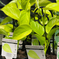 Epipremnum aurem Goldilocks Gold - Greener Corner