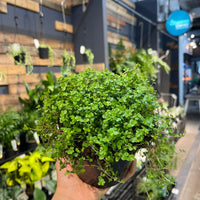 Soleirolia soleirolii Baby Tears - Greener Corner
