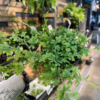Selaginella Peacock Moss