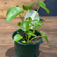 Chinese Money Plant - Greener Corner