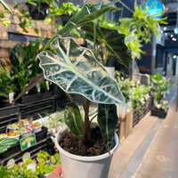 Alocasia African Mask (Amazonica) 170mm