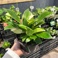 Philodendron Birkin