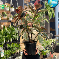 Ruby Ficus Elastica Rubber Plant 200mm.