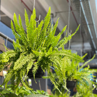 Boston Fern Nephrolepis Exaltata.