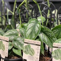 Scindapsus pictus Silver Satin - Greener Corner