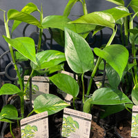 Epipremnum Devils Ivy.