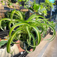 Spider Plant