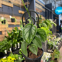 Scindapsus pictus Silver Satin - Greener Corner
