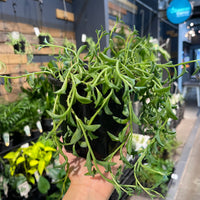 Senecio peregrinus Dolphin Plant - String of Dolphin - Greener Corner