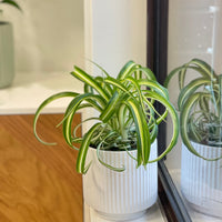 Spider Plant