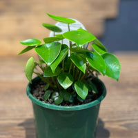 Pepperomia Rain Drop/Coin Leaf - Greener Corner