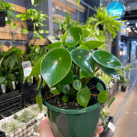 Pepperomia Rain Drop/Coin Leaf