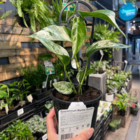 Epipremnum Marble Queen.