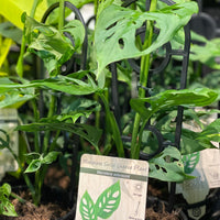 Monstera adansonii Swiss Cheese Plant - Greener Corner