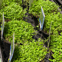 Soleirolia soleirolii Baby Tears - Greener Corner