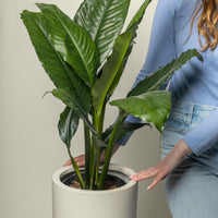 Blue Moon Peace Lily