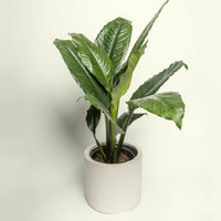 Blue Moon Peace Lily