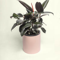 Burgundy Rubber Plant