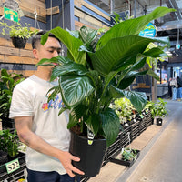 Spathiphyllum Peace Lily Sweet Romano.