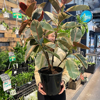 Ruby Ficus Elastica Rubber Plant 200mm.