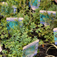 Selaginella Peacock Moss