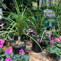 Pony tail palm.