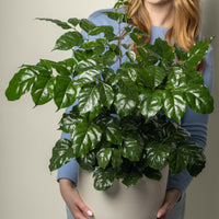 Radermachera Sinica China Doll Plant