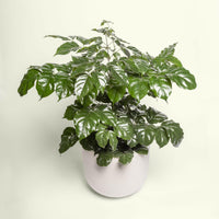 Radermachera Sinica China Doll Plant