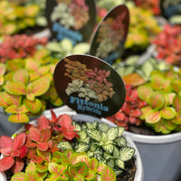 Fittonia (Nerve Plants) - Greener Corner
