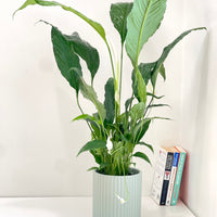 Spathiphyllum Peace Lily