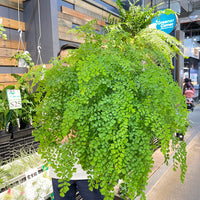 Maiden Hair Fern.