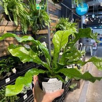 Crocodyllus Fern.