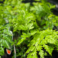 Asplenium bulbiferum Hen and Chick Fern - Greener Corner