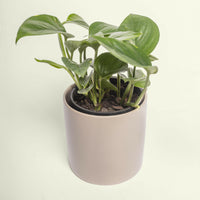 Epipremnum Devil’s Ivy 120mm