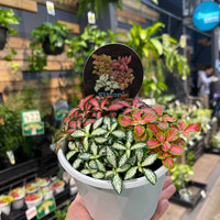 Fittonia (Nerve Plants).