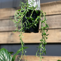 Senecio peregrinus Dolphin Plant - String of Dolphin - Greener Corner