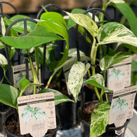 Epipremnum Marble Queen.